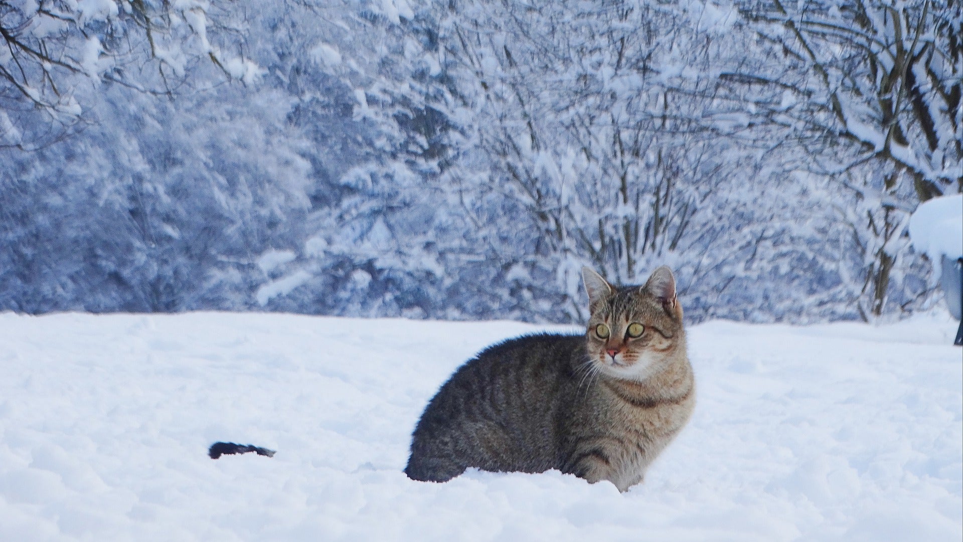 Cat standing in the snow.