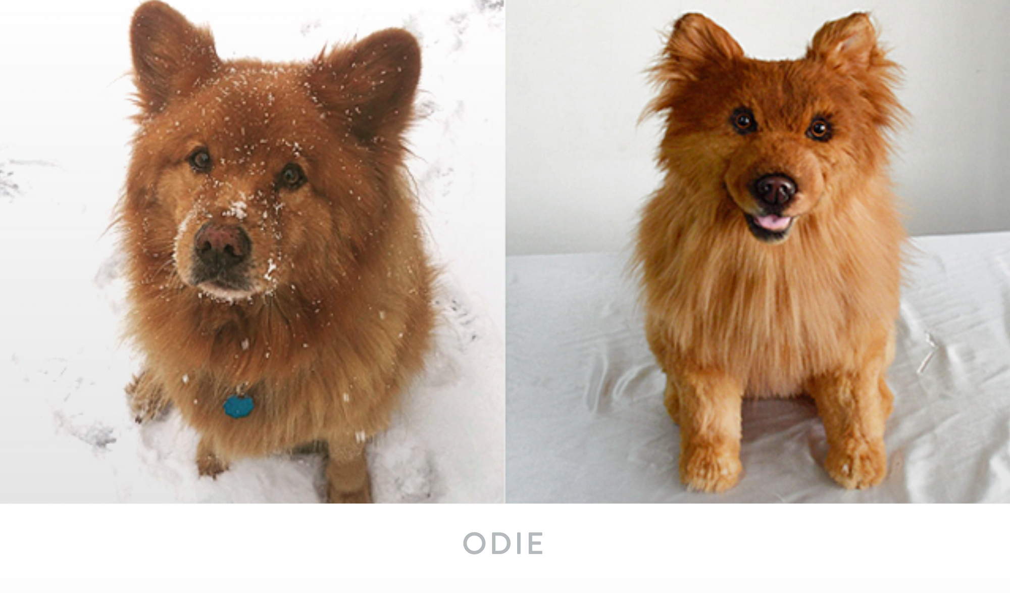 Side by side of dog Odie and their Cuddle Clone