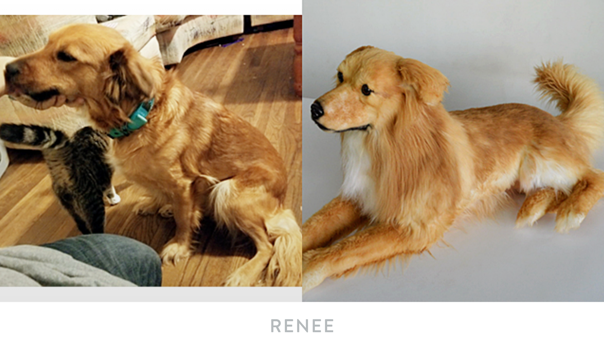 Side by side of dog Renee and their Cuddle Clone