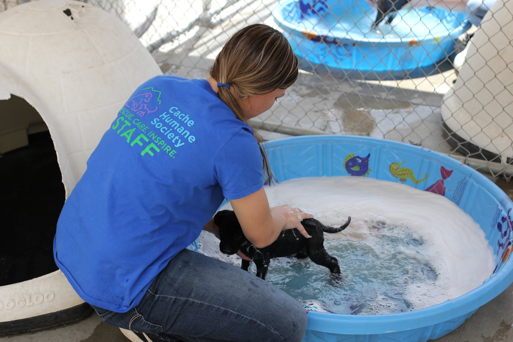 Cache Hume Society employee washing a puppy in a kiddie pool.