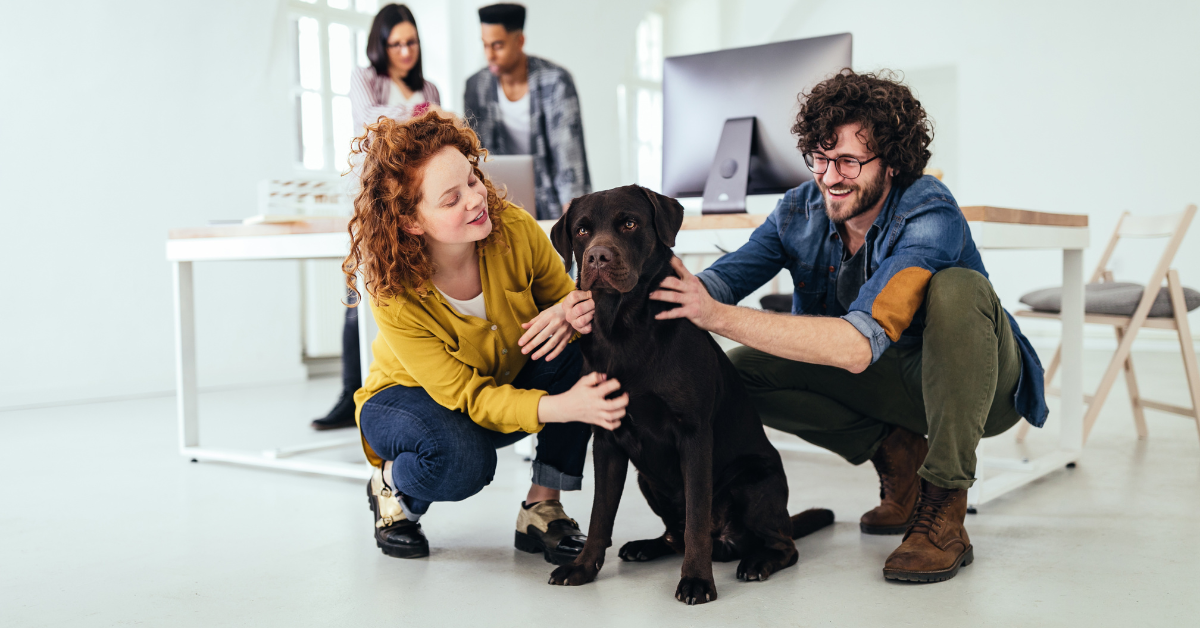 Intelligence game for dogs: Unpacking gifts