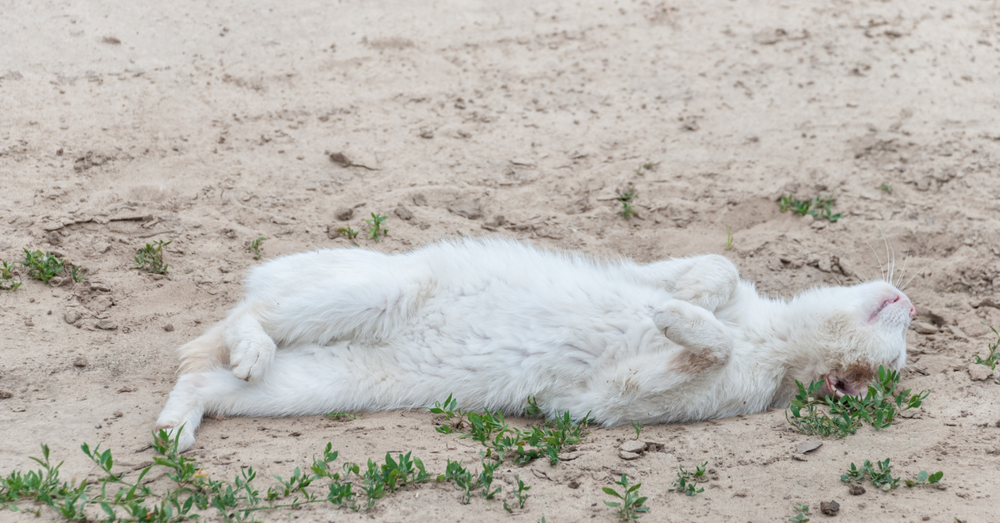 Dying Cat Stages | Recognizing the Signs a Cat is Dying - Cuddle Clones