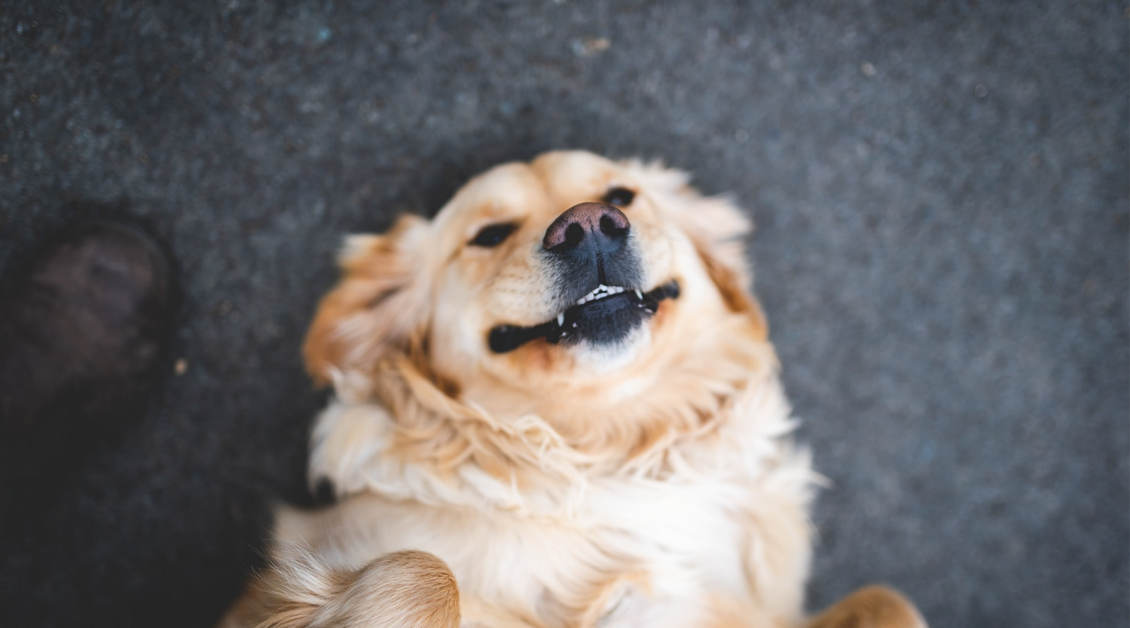 Do Golden Retrievers Shed? Understanding Golden Retriever Shedding and Tips  for Management - Cuddle Clones