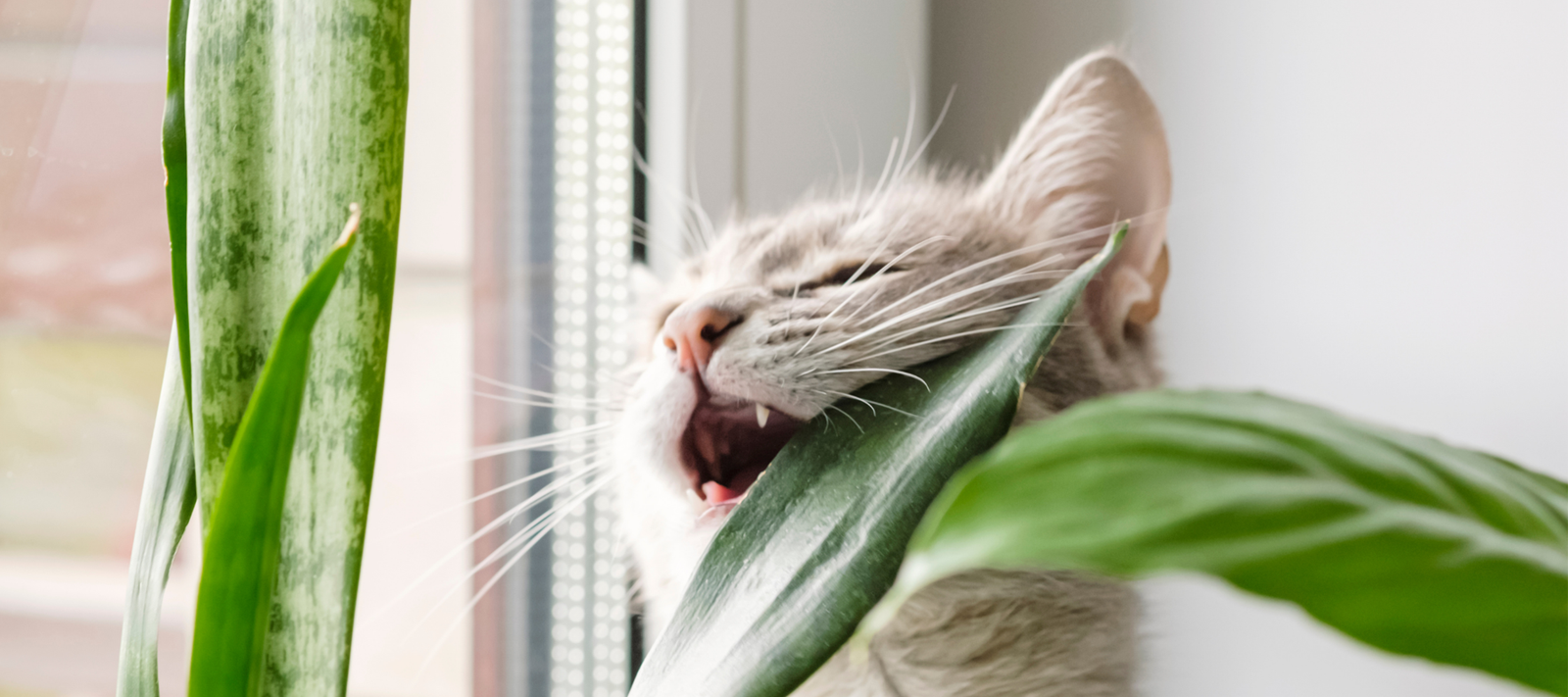 Cat Lovers Beware: Recognize the Signs of These Common Cat