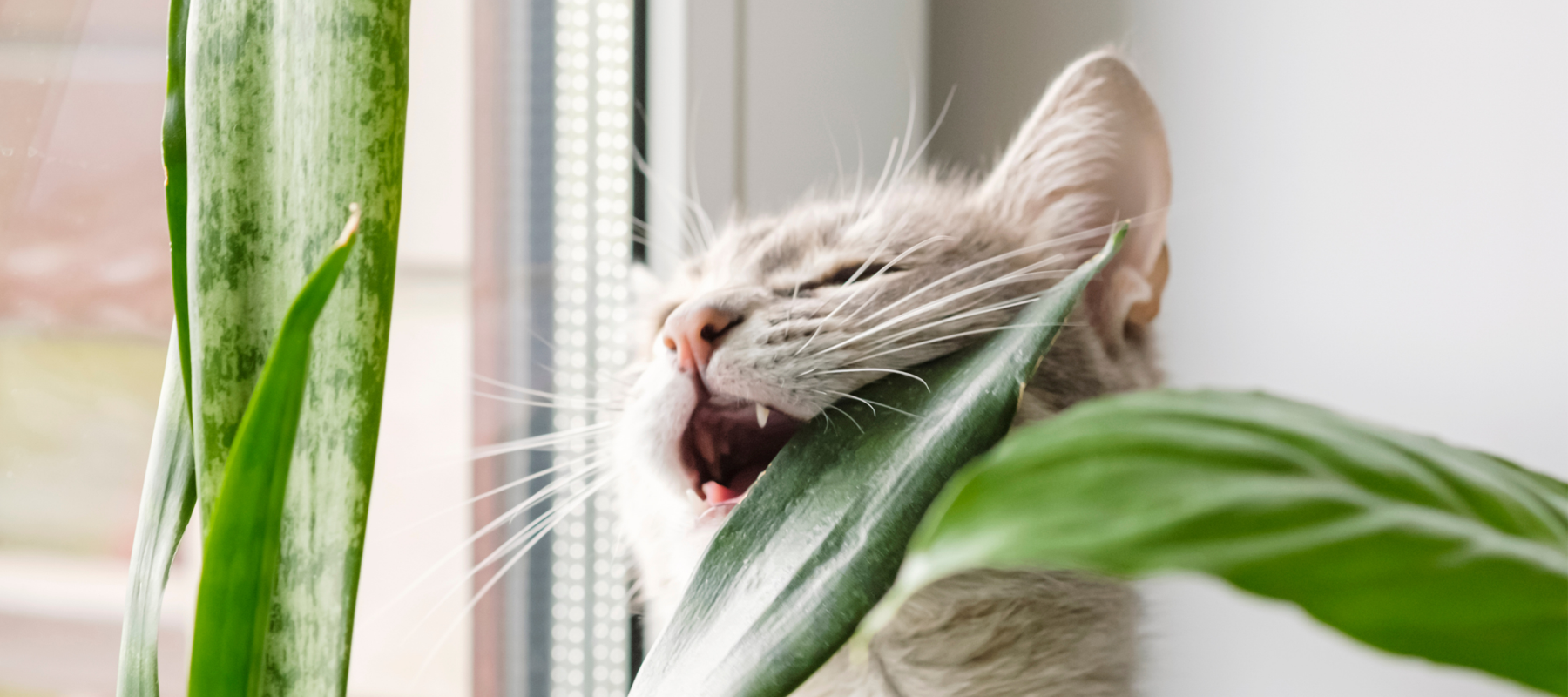 Are My Plants Poisonous? 14 Houseplants Poisonous to Cats!