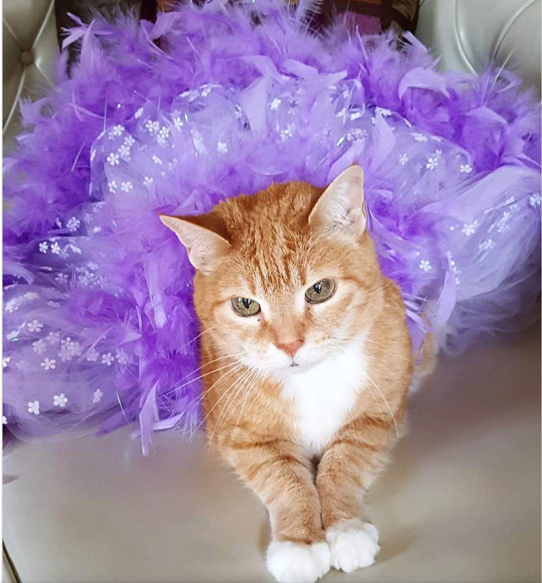 Orange tabby cat in a purple tutu