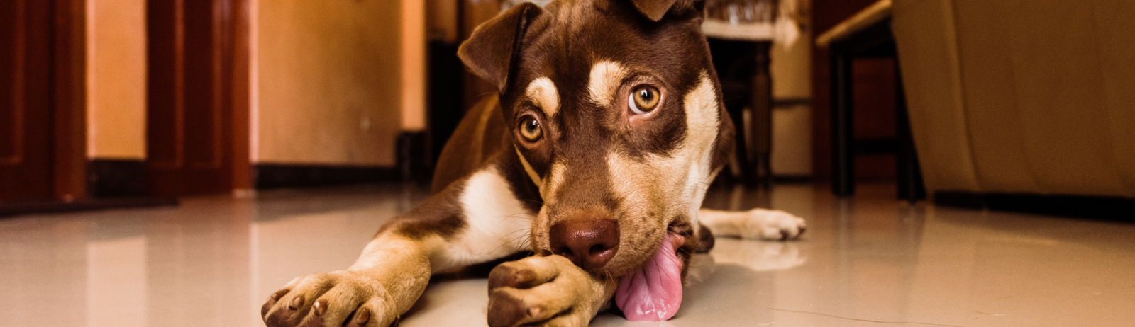 Dog laying on the floor licking its paw
