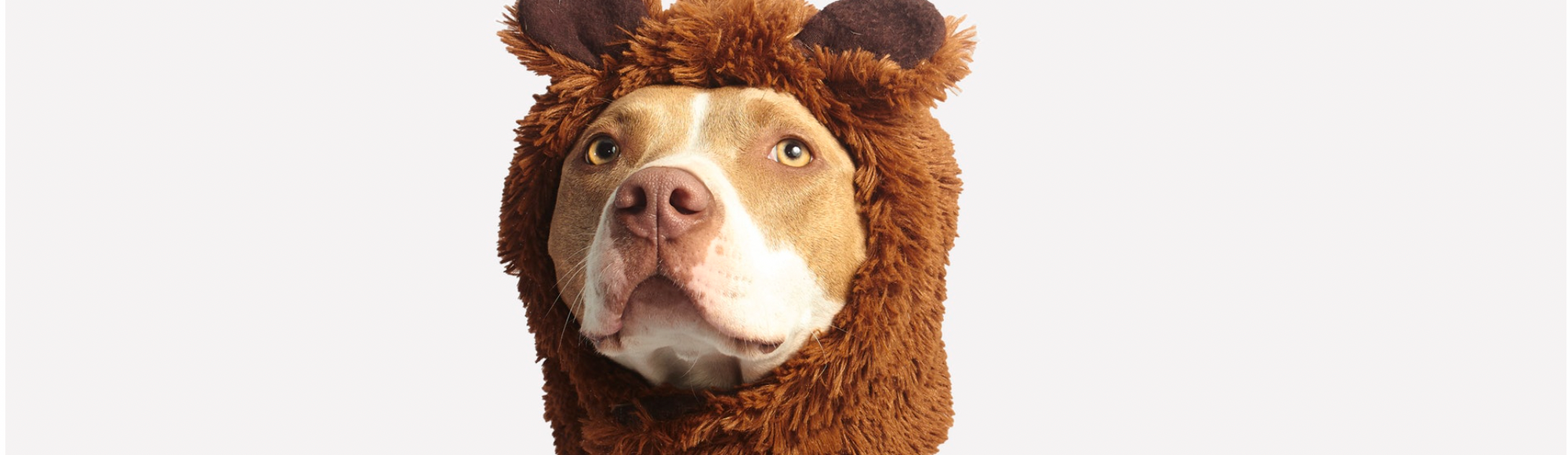 Pit bull wearing a teddy bear hat