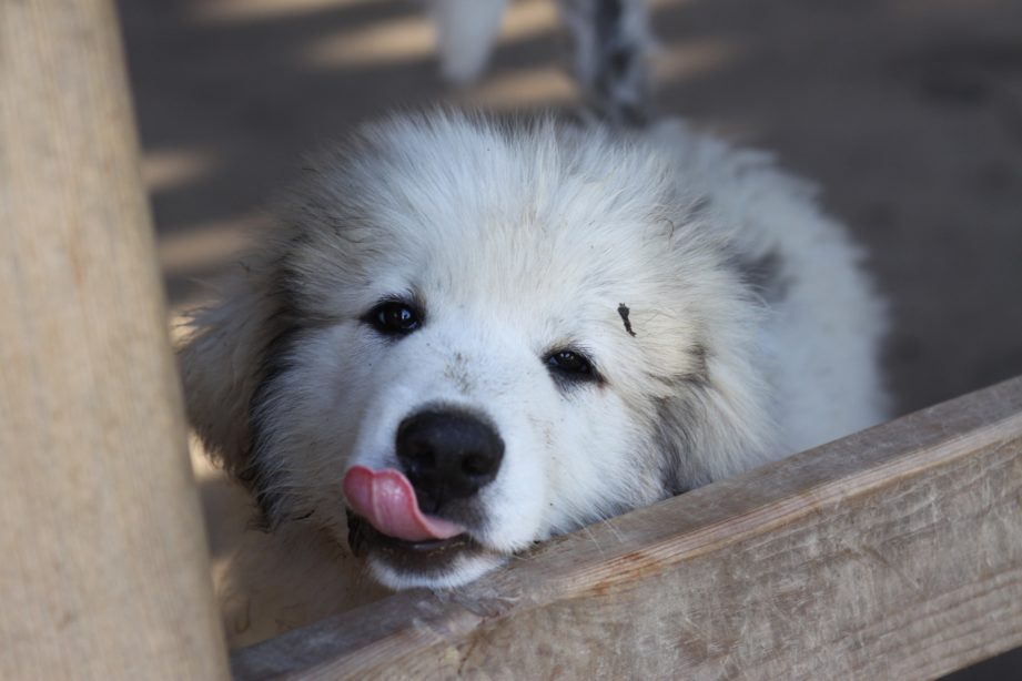 Dirty Great Pyrenees puppy resting its head on a fence