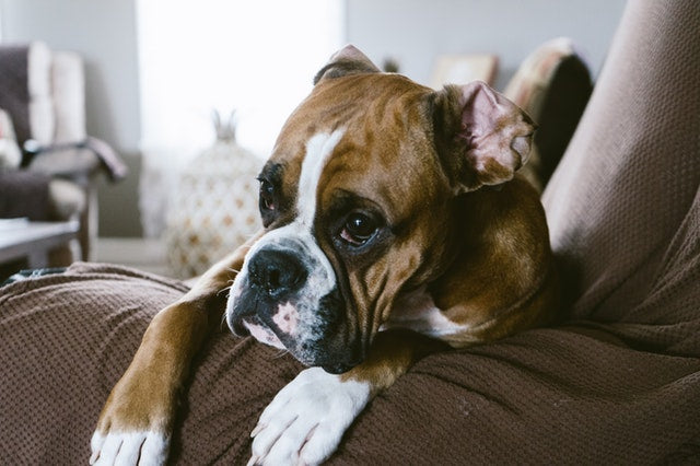 Revealed: Britain's most (and least) loved dog breeds