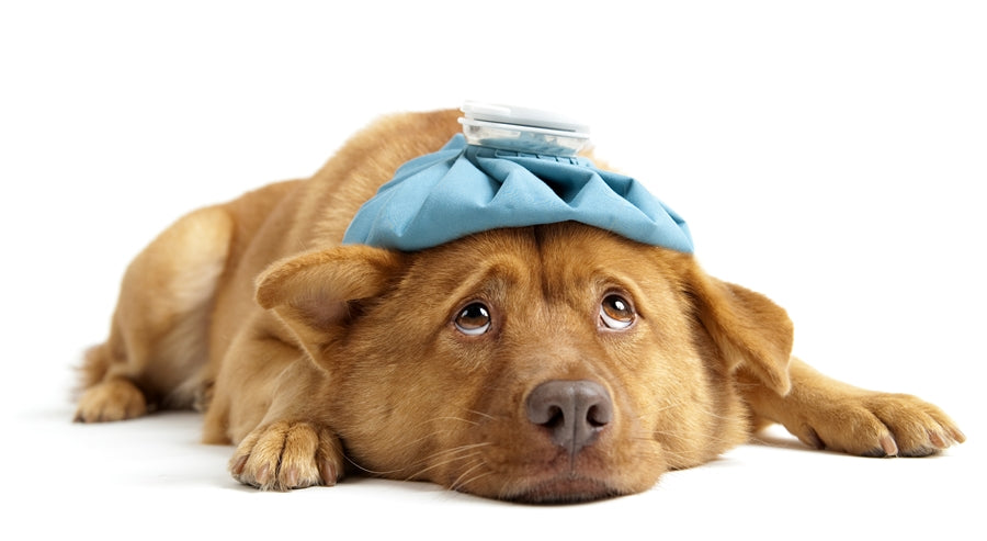 Dog with an ice pack on its head