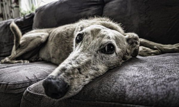Greyhound relaxing on the couch