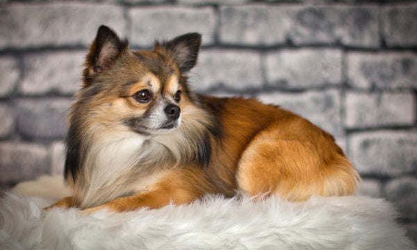 Pomeranian laying down on a fluffly white pillow