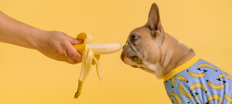 Dog in banana pajamas sniffing a peeled banana
