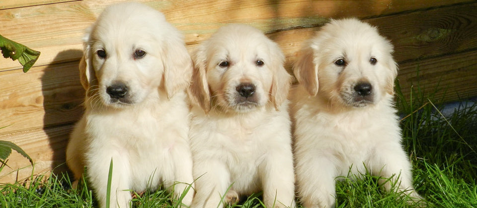 Three golden retriever puppies sitting in the grass.