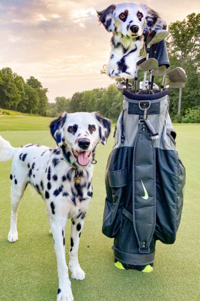 Dalmatian on a golf course standing beside a golf bag with a Cuddle Clones custom golf headcover.