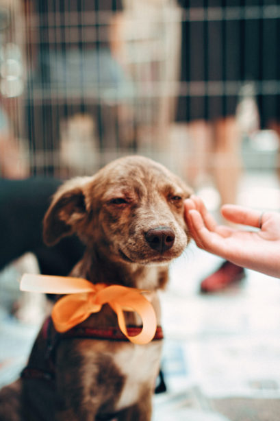 Hand petting a shelter dog wearing an orange bow. 