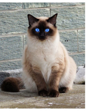 Are Siamese Cats Friendly?: What You Need to Know Before Buying a Siamese Cat