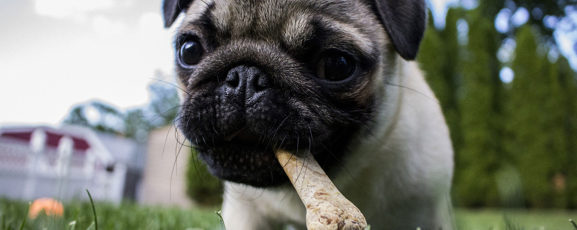 Pug holding a milkbone treat in its mouth