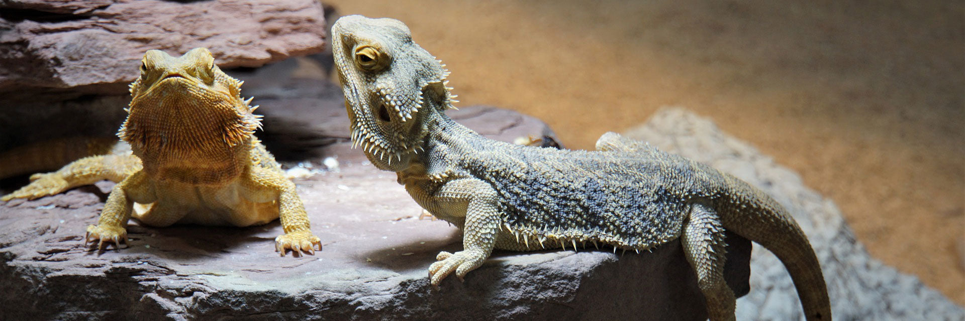 The 4 Steps to Building the Perfect Diet for Reptile Pets