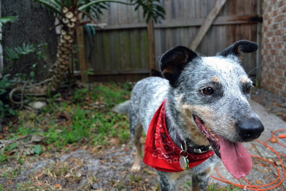 Grey dog wearing a red neckerchief standing in the backyard