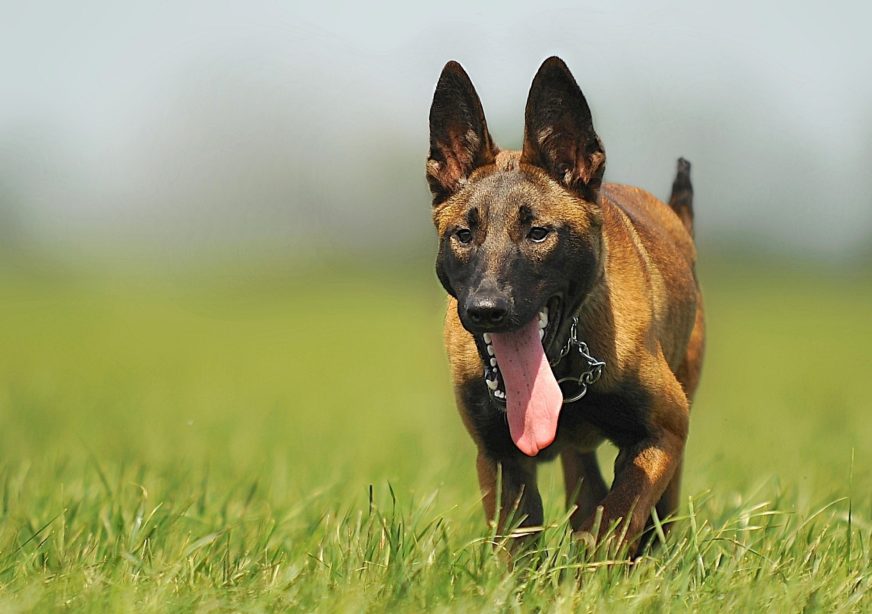 Big-eared brown puppy running through a field