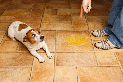 Scolded dog laying beside a puddle of urine indoors