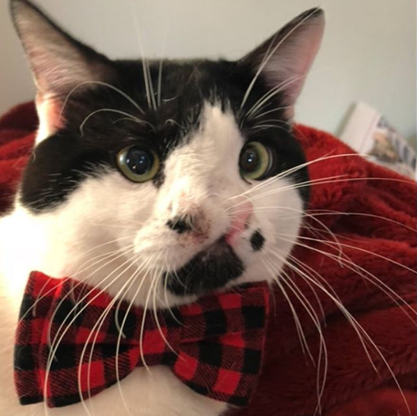 Two nosed cat wearing a plaid bowtie