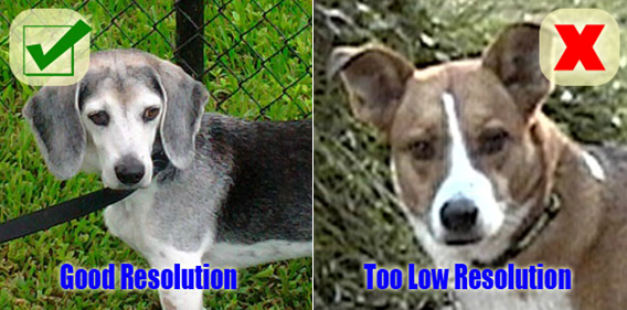 Good Resolution vs. Bad Resolution dog photo