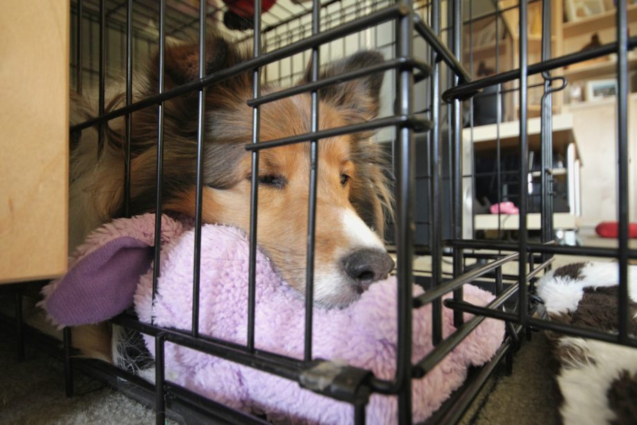 Dog sleeping in a kennel using a purple blanket as a pillow.