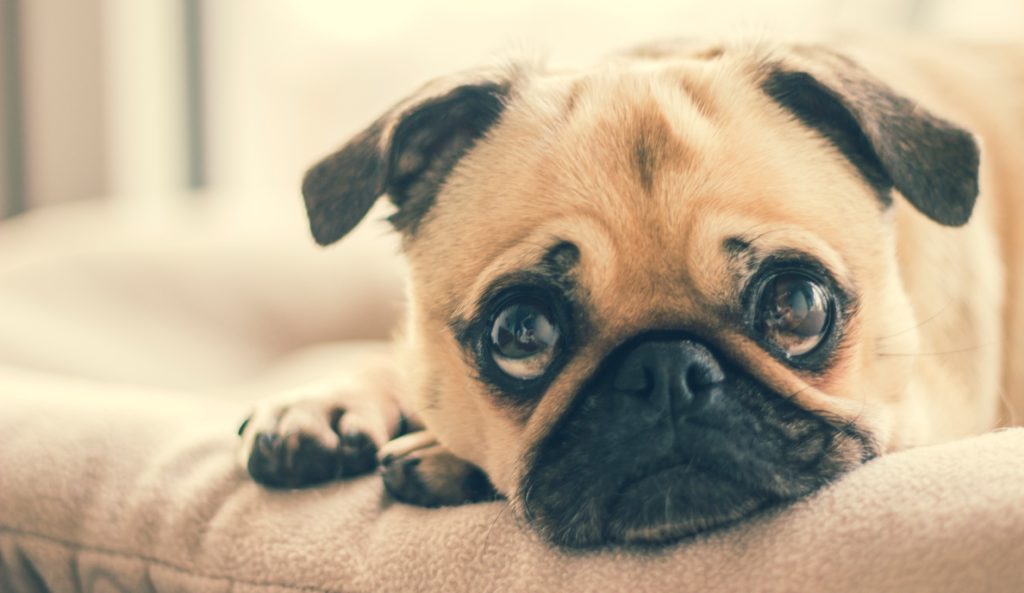 Wide-eyed pug laying on a chair