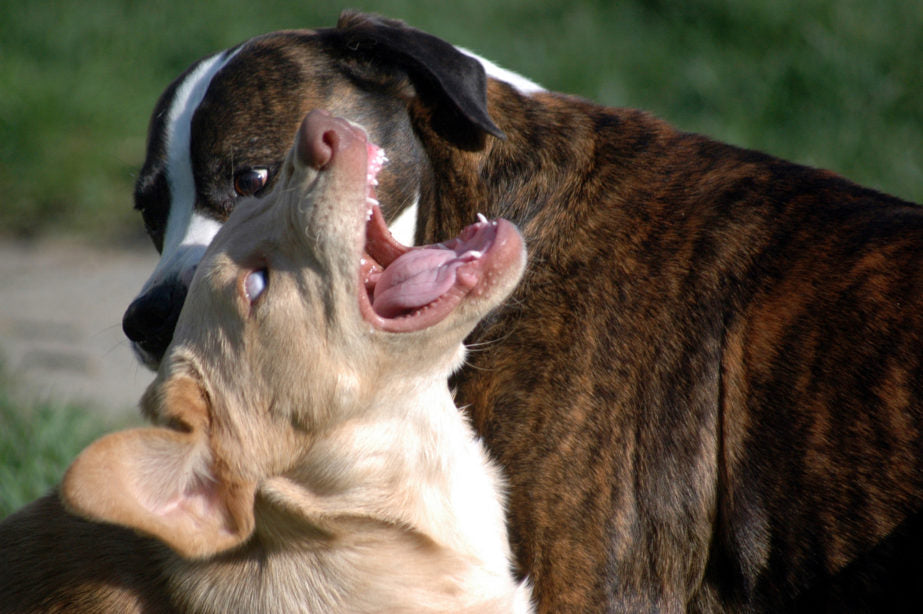 Dogs play biting at one another