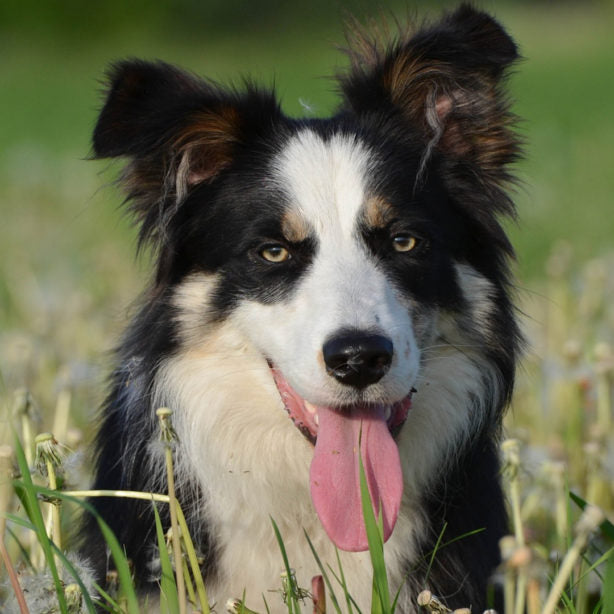 Study Reveals List Of World's Most Intelligent Dogs, This Breed