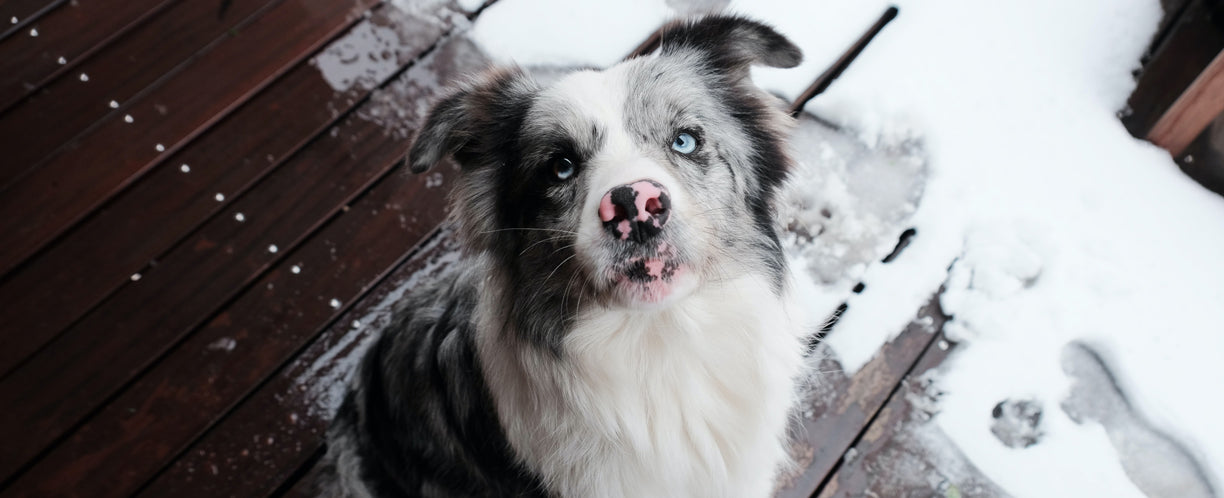 Grey and white dog with blue eyes standing in the snow.
