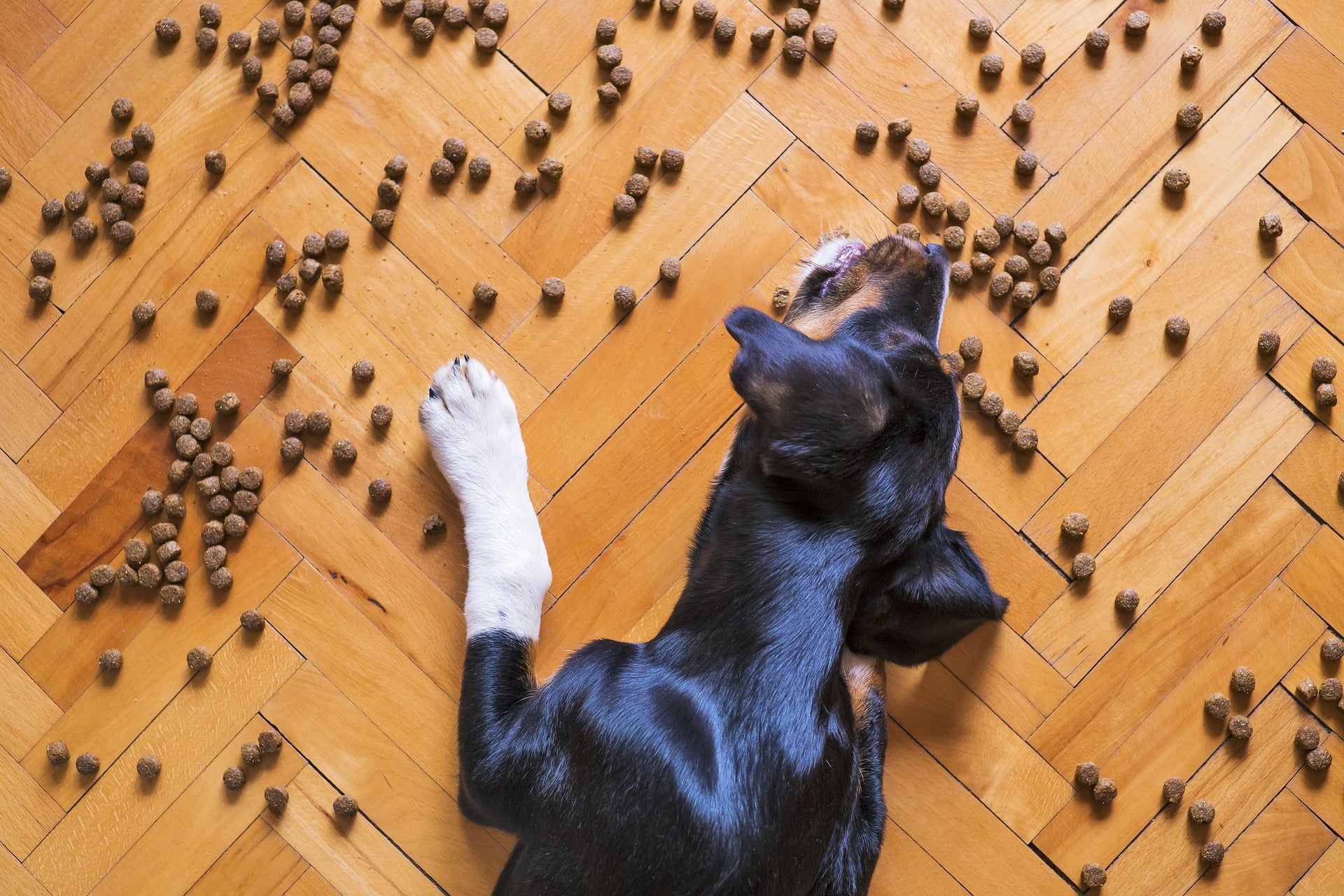 Puppy eating kibble off of the floor