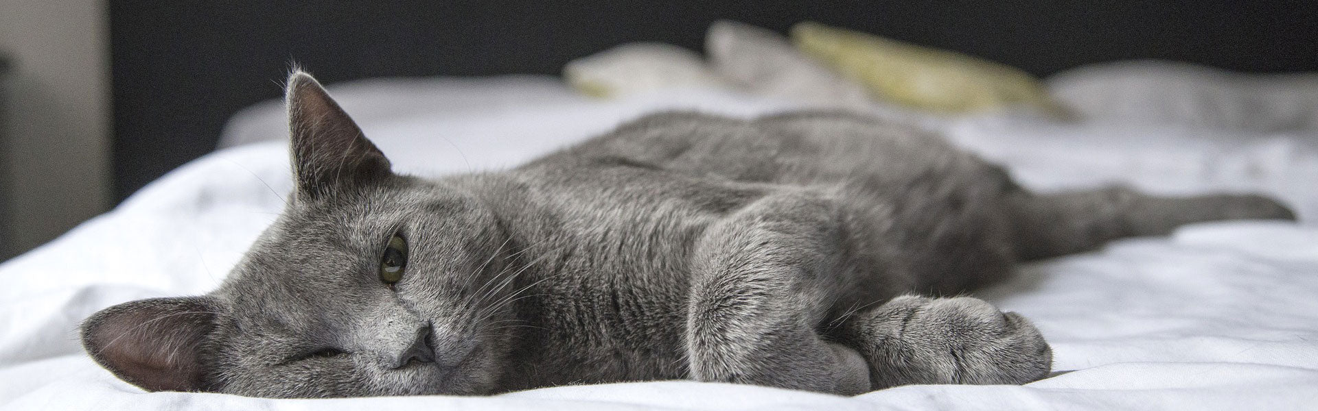 A sleepy grey cat lounging on a bed.