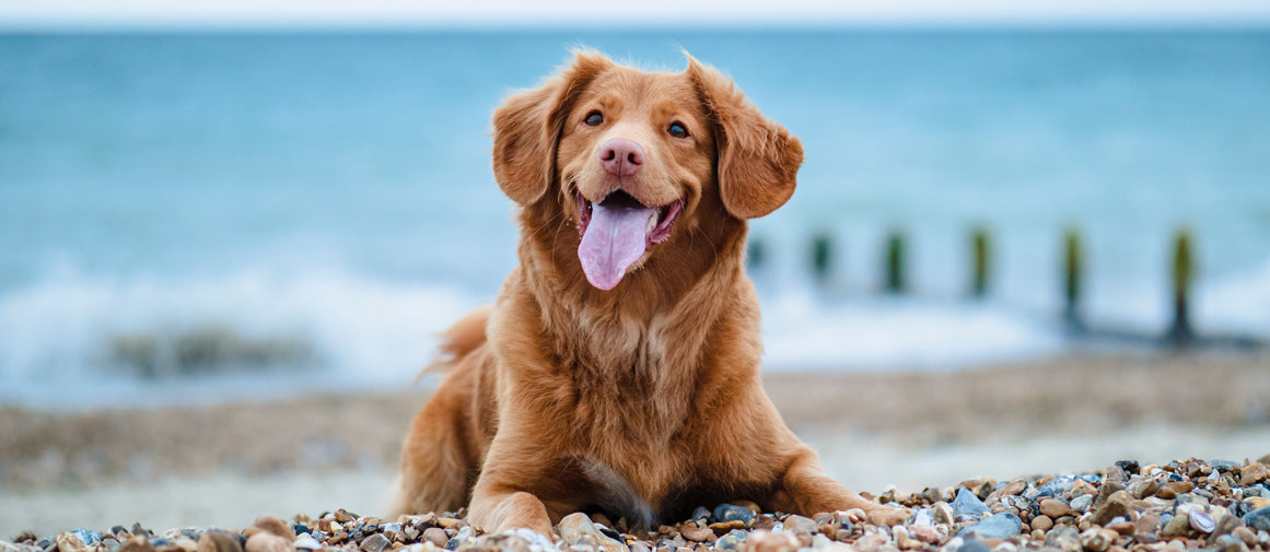 Smiling red haired dog laying down on the beach