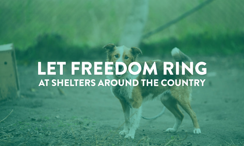 Let Freedom Ring at Animal Shelters | Cuddle Clones