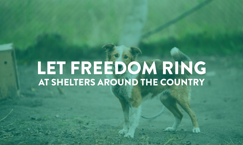 Let Freedom Ring blog header