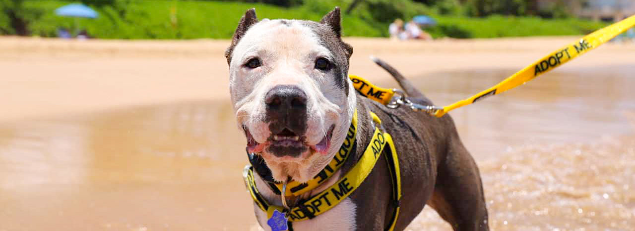Pitbull wearing a yellow "adopt me" leash.
