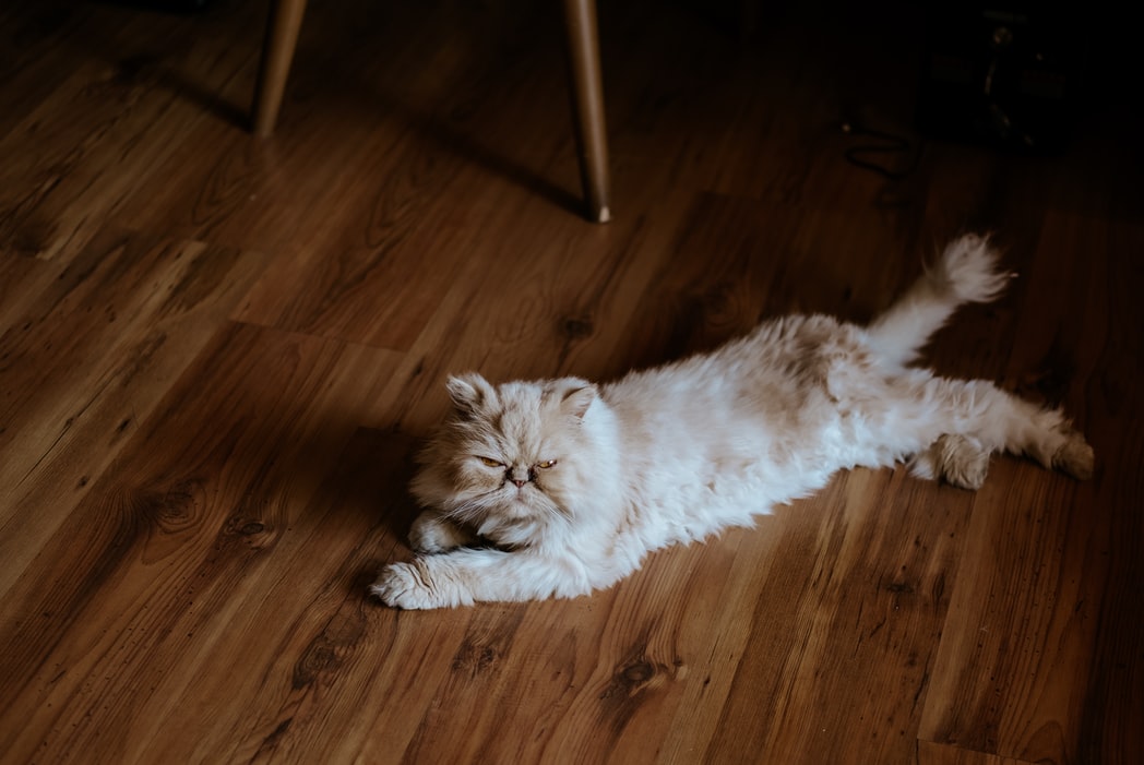 Long haired cat laying on a hardwood floor