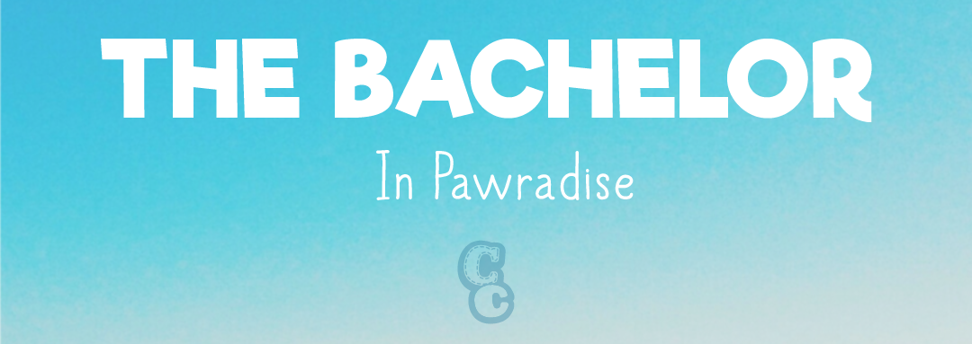 Meet the Bachelor in Pawradise Contestants