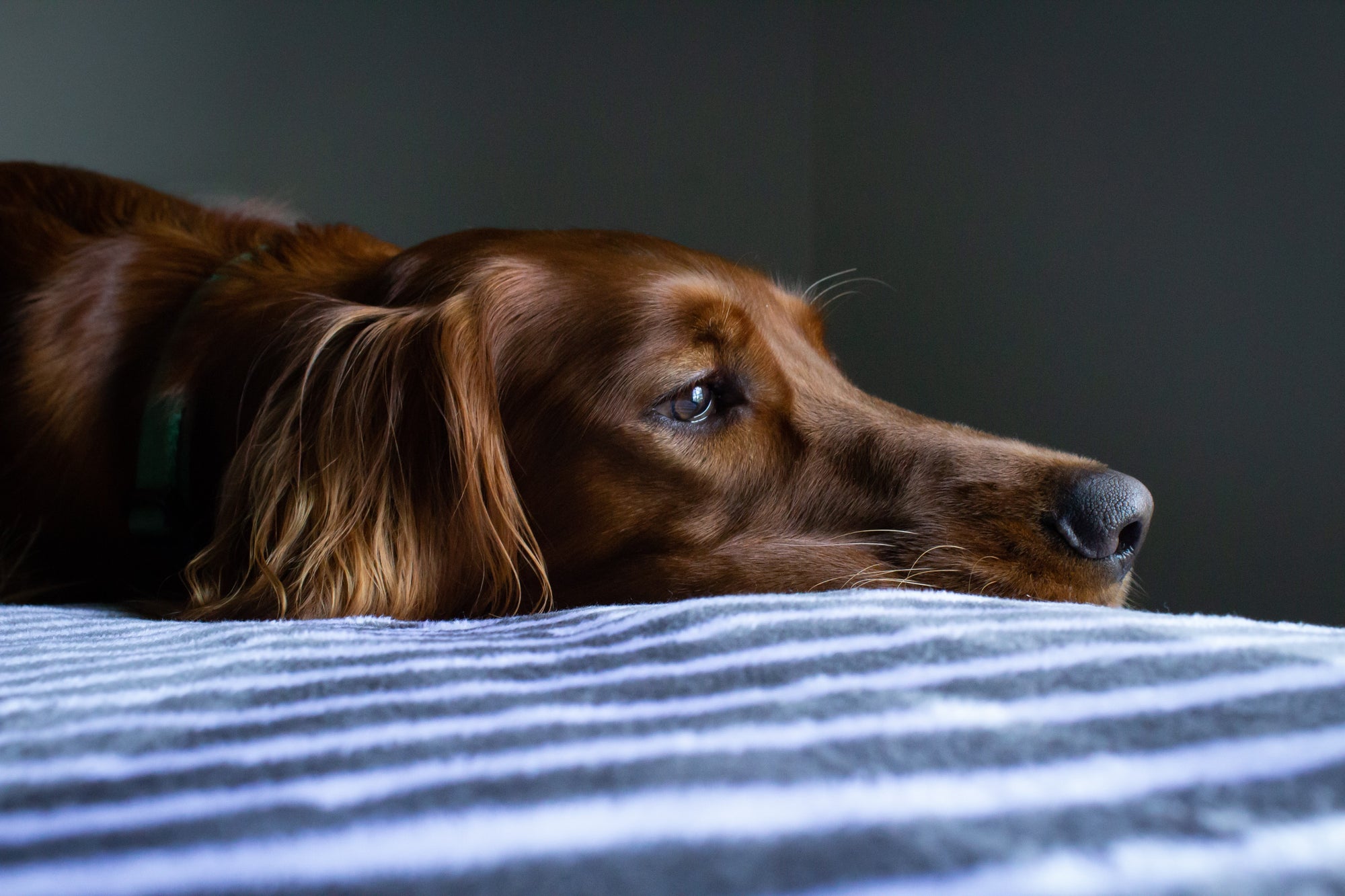 Symptoms of Lyme Disease in Dogs: Recognizing the Early Signs of Lyme Disease in Dogs & First Symptoms