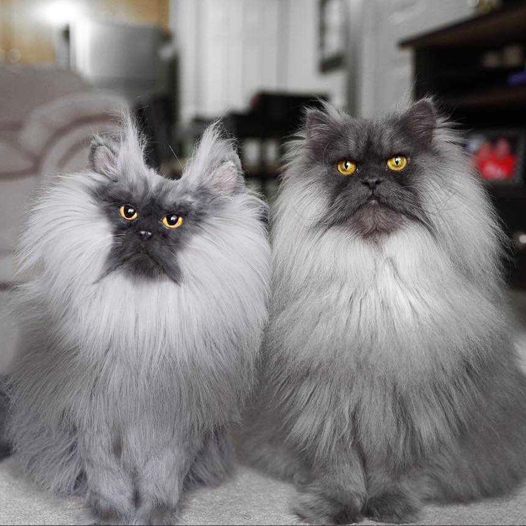 Replicas