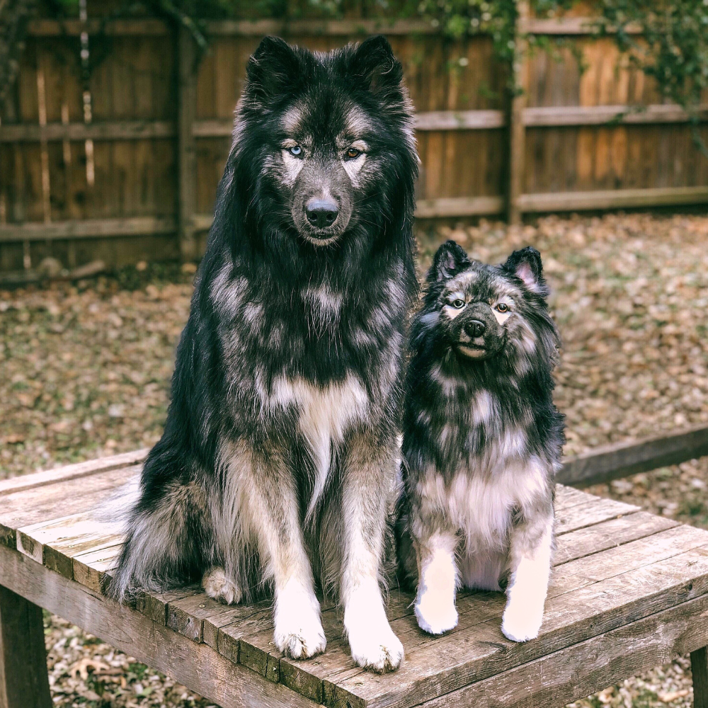 Custom Husky Plush Cuddle Clone