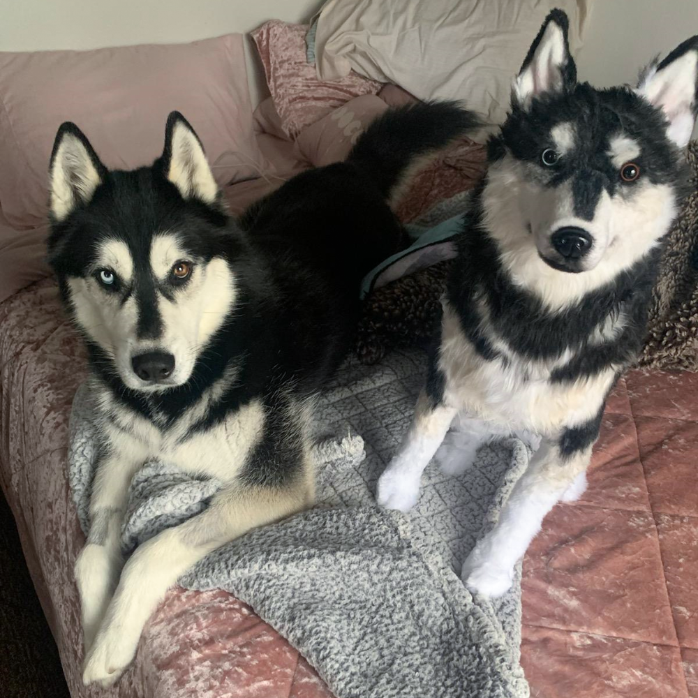 Custom Husky Plush Cuddle Clone