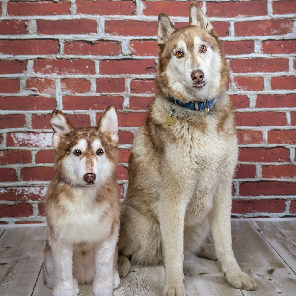 Custom Husky Plush Cuddle Clone