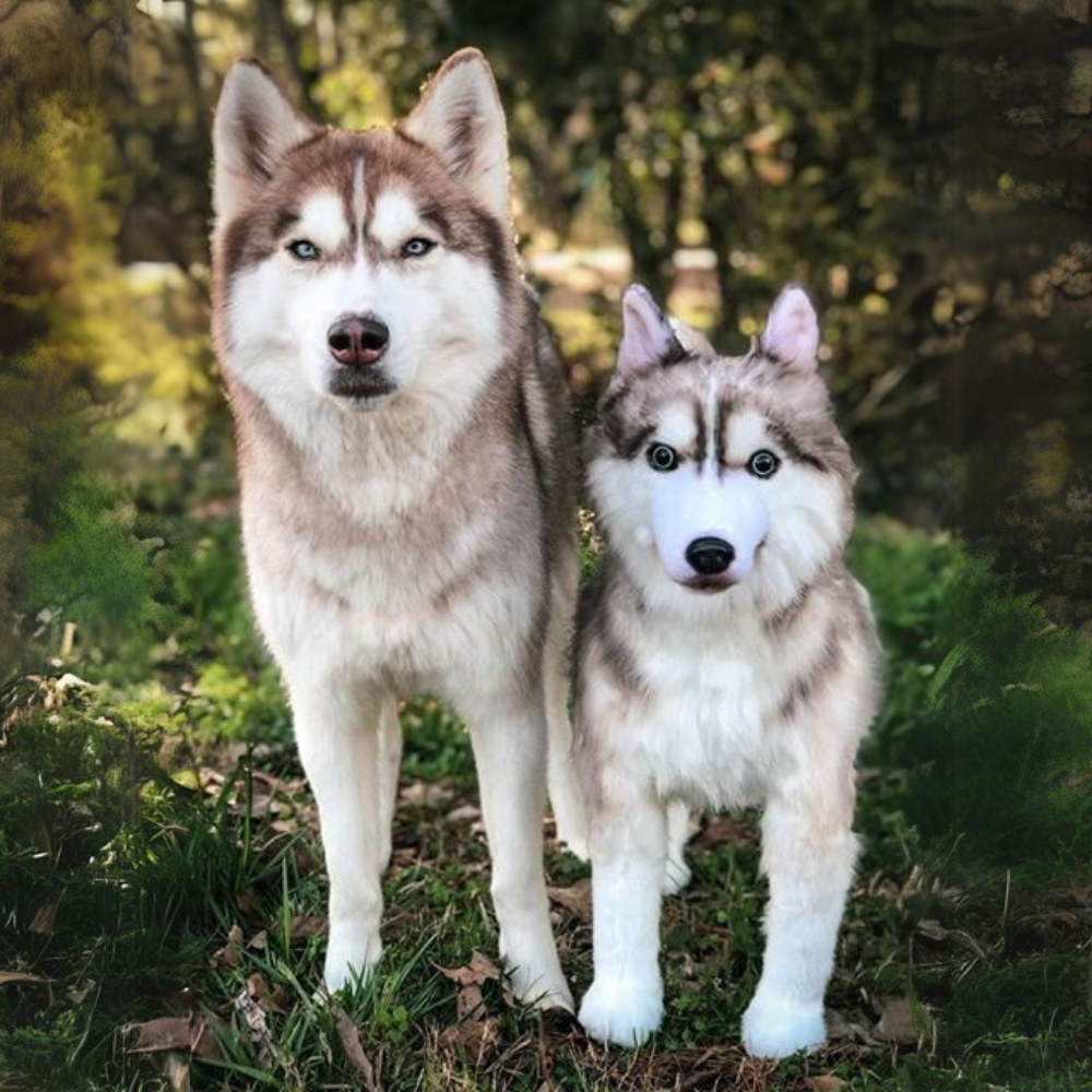 Custom Husky Plush Cuddle Clone