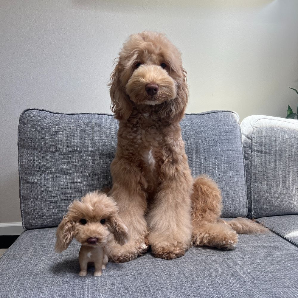 A poodle with its  bobblehead clone