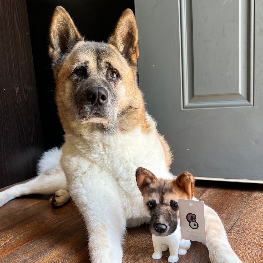 A German Shepherd with its bobblehead